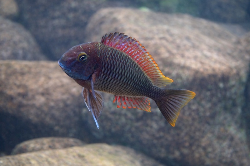 Tropheus moorii 'Samazi'